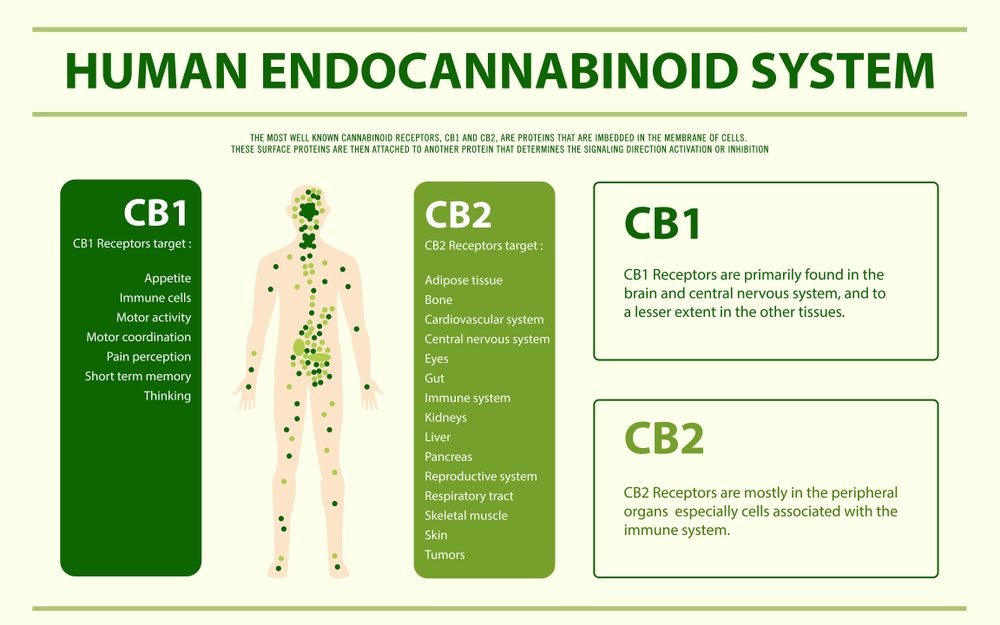 Diagram illustrating the human endocannabinoid system, highlighting CB1 and CB2 receptors. CB1 receptors are associated with appetite, immune response, motor activity, and cognitive functions, primarily located in the brain and central nervous system. CB2 receptors target various tissues including adipose, bone, and immune systems, primarily found in peripheral organs.