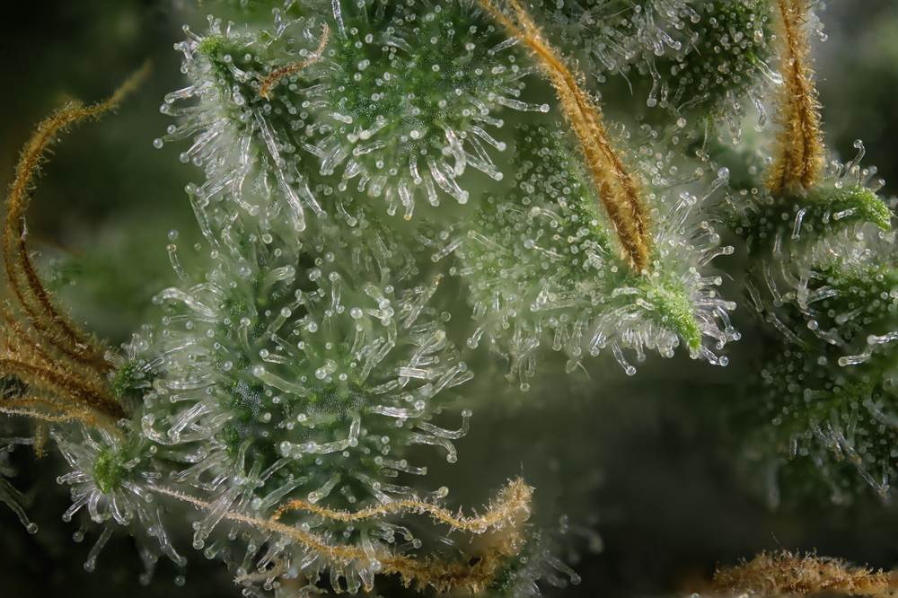 Close-up macro image of cannabis trichomes, showcasing the crystalline structures and fine hairs on the plant. The image highlights the intricate details of the resin glands, which are essential for the plant's potency and flavor.