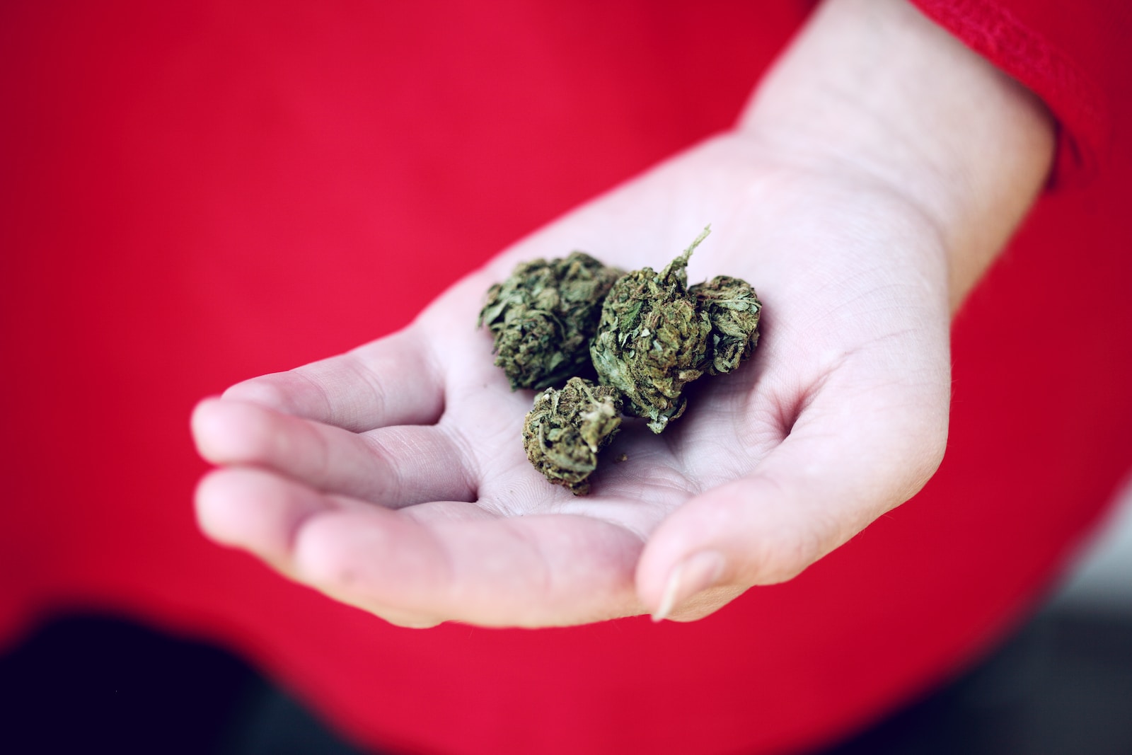 Hand holding cannabis buds with a red background, showcasing the texture and color of the marijuana.