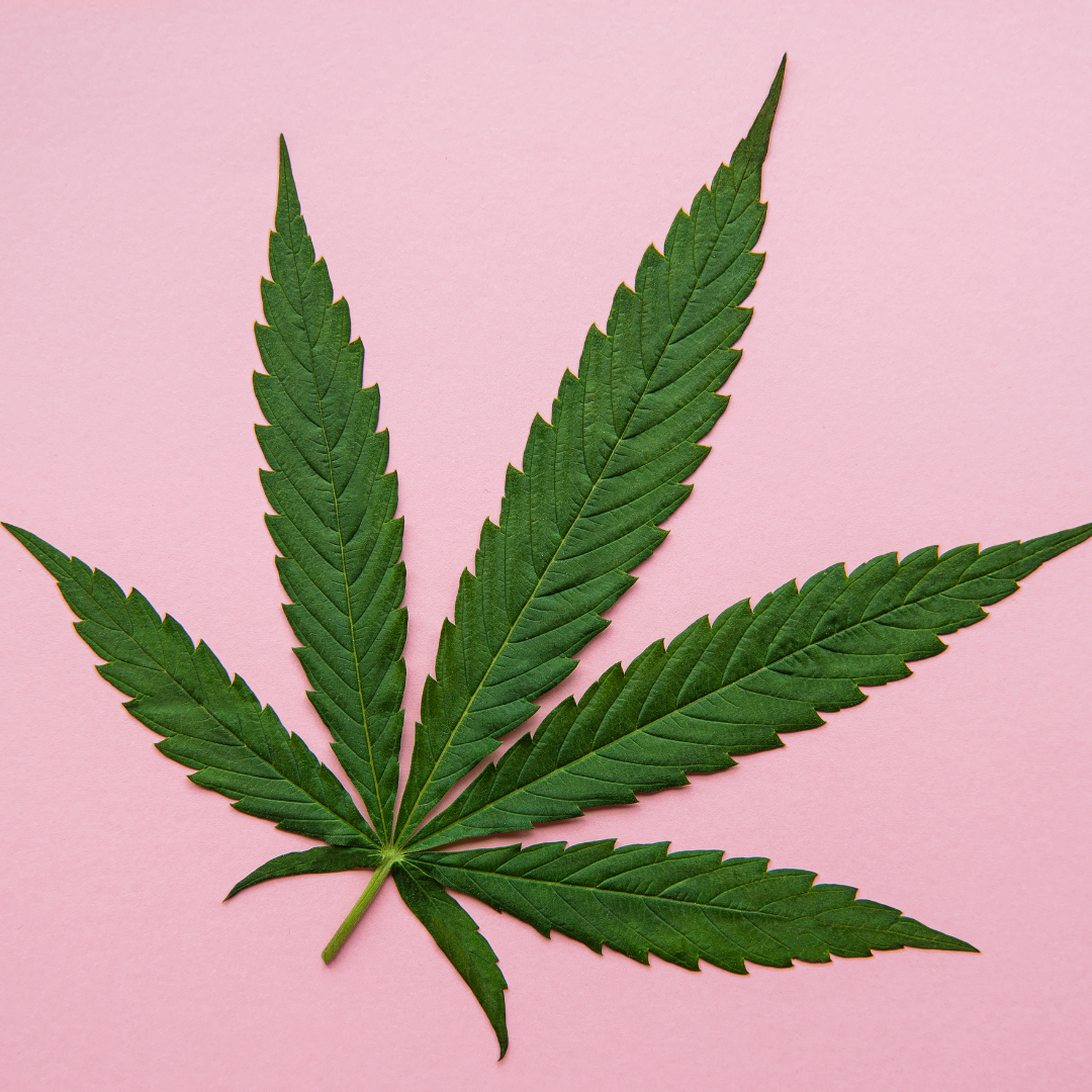 Close-up of a green cannabis leaf on a pink background, showcasing its serrated edges and vibrant color. Ideal for discussions on botany, cannabis culture, or natural remedies.