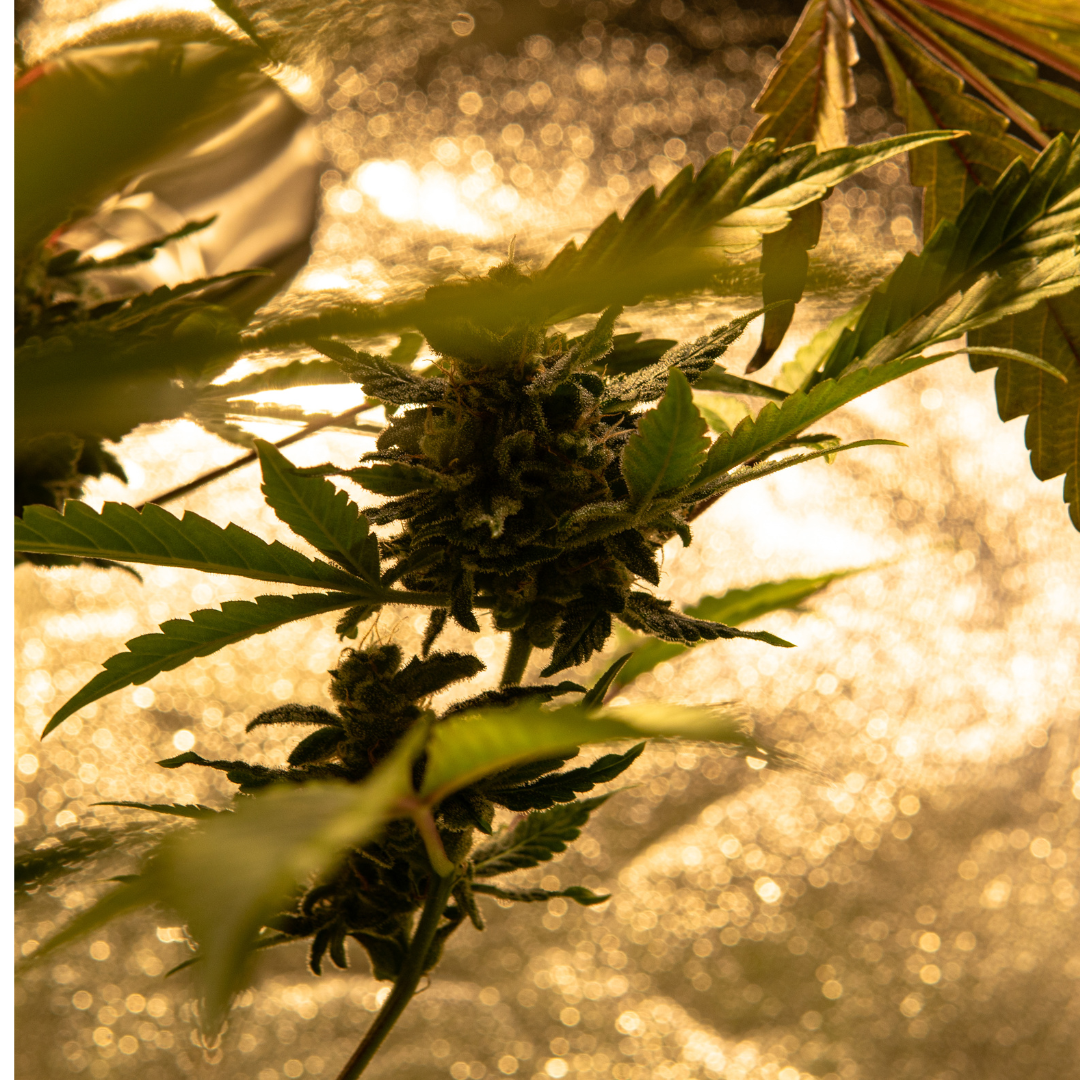 Close-up of a cannabis plant with dense buds and vibrant green leaves, illuminated by a soft golden light, showcasing the details of the trichomes and foliage in a growing environment.