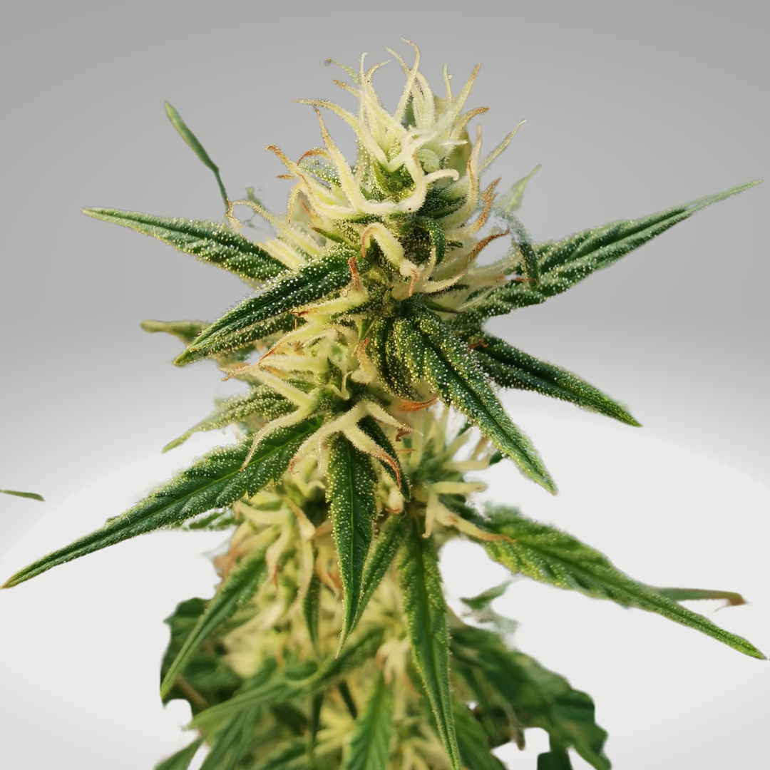 Close-up of a cannabis plant showcasing its dense, resin-coated buds and vibrant green leaves, highlighting the unique structure and texture of the foliage. Ideal for discussions on cannabis cultivation and characteristics.